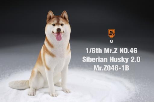 Siberian Husky Dog 2.0 (Beige) 1/6 